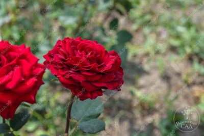 Роза Аллигатор (ч-гибрид.,красн)